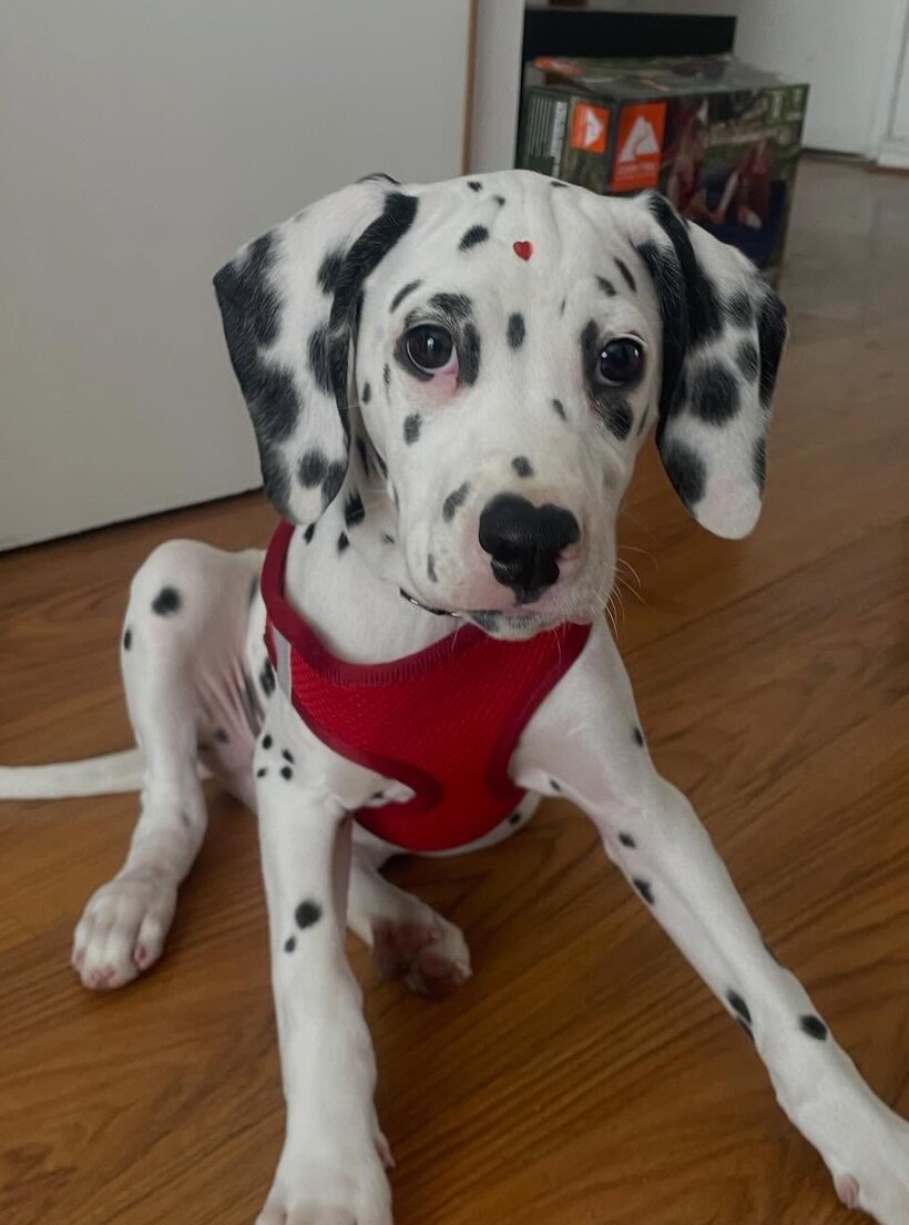 Dálmata cachorro