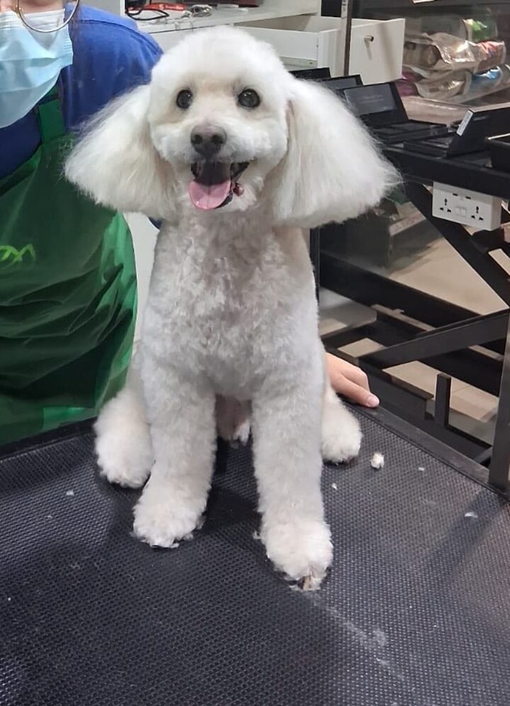 Poodle recién bañado