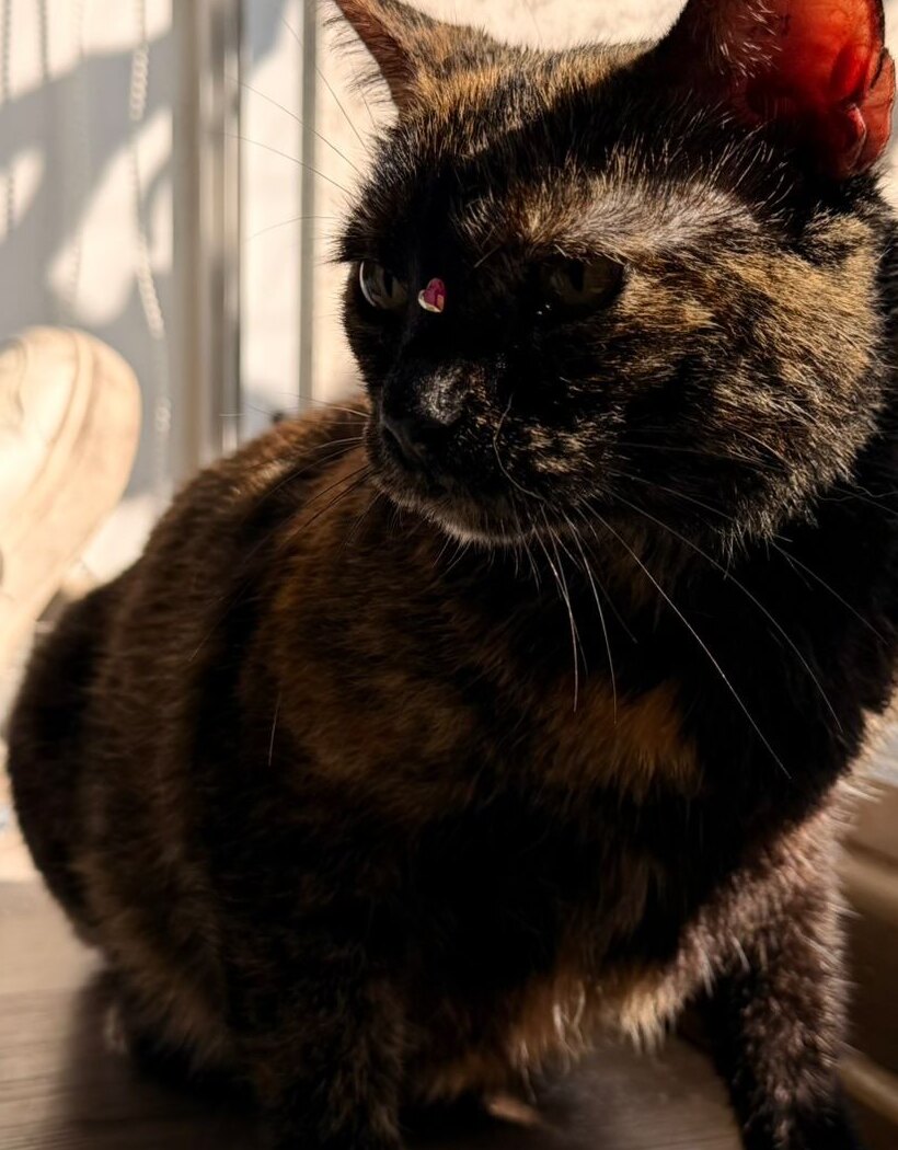 Ramona la gatita